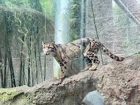 Asian Forest Sanctuary photo 6