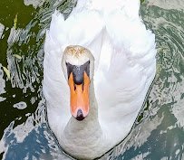 Riverside Park and Ralph Mitchell Zoo photo 5