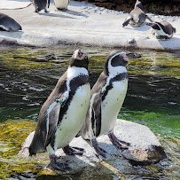 Penguin Cove