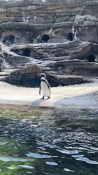 Penguin Cove photo 2
