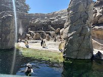 Penguin Cove photo 3
