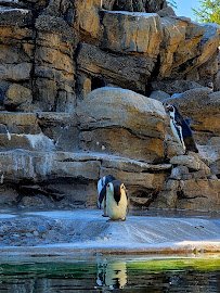 Penguin Cove photo 4