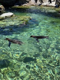 Penguin Cove photo 5