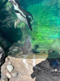 Penguin Cove photo 6