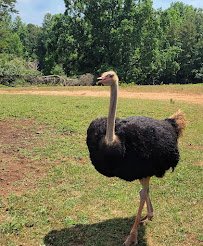 Circle M Safari Park