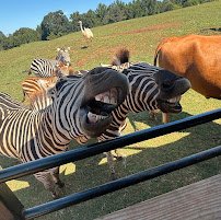 Circle M Safari Park photo 3