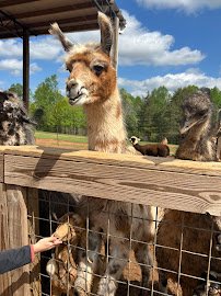 Circle M Safari Park photo 4