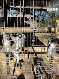 Circle M Safari Park photo 6