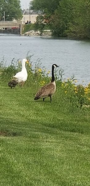 Wapakoneta Waterpark photo 6