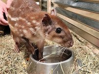 Animal Adventures Hubbardston EBL Corp photo 4