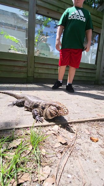 OBX Lizard Land photo 2