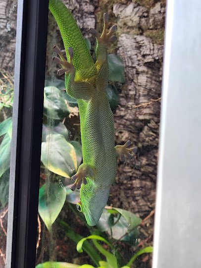 OBX Lizard Land photo 3