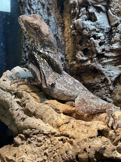 OBX Lizard Land photo 5