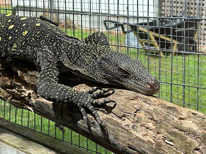 OBX Lizard Land photo 6