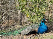 Animal Ed.ventures Sanctuary: Earth-Speak Park photo 5