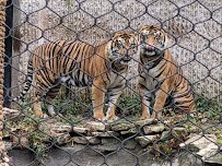 Kansas City Zoo & Aquarium photo 5