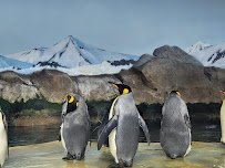 Kansas City Zoo & Aquarium photo 6
