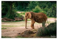 North Carolina Zoo photo 3