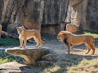 North Carolina Zoo photo 4