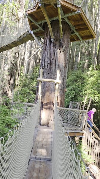 Trees of Mystery photo 2