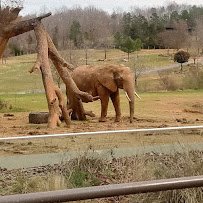 North Carolina Zoological Society photo 3