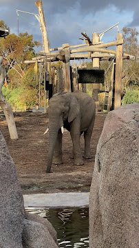 Polar Bear Plunge photo 2