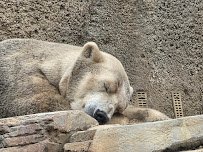 Polar Bear Plunge photo 3