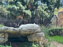 Polar Bear Plunge photo 4