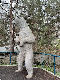 Polar Bear Plunge photo 5