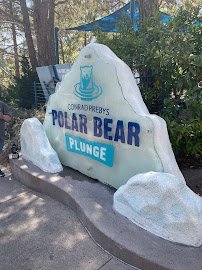 Polar Bear Plunge photo 6