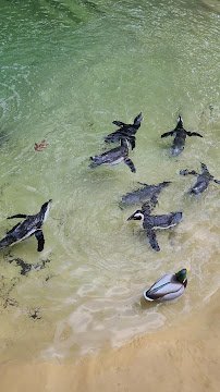 Ross Park Zoo photo 2