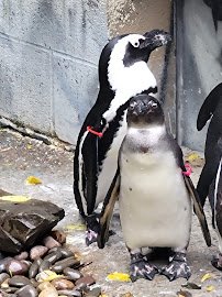 Ross Park Zoo photo 3