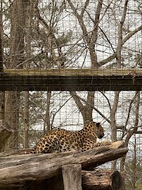 Ross Park Zoo photo 4