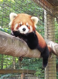 Ross Park Zoo photo 5