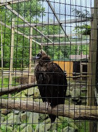 Ross Park Zoo photo 6