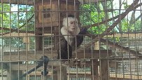 Luray Zoo - A Rescue Zoo photo 2