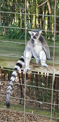 Luray Zoo - A Rescue Zoo photo 3