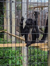Luray Zoo - A Rescue Zoo photo 4