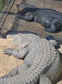 Luray Zoo - A Rescue Zoo photo 6