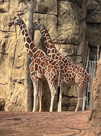 Lincoln Park Zoo photo 3