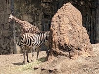 Lincoln Park Zoo photo 6