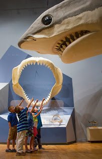 South Carolina State Museum photo 5
