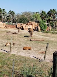 ZooTampa at Lowry Park photo 3