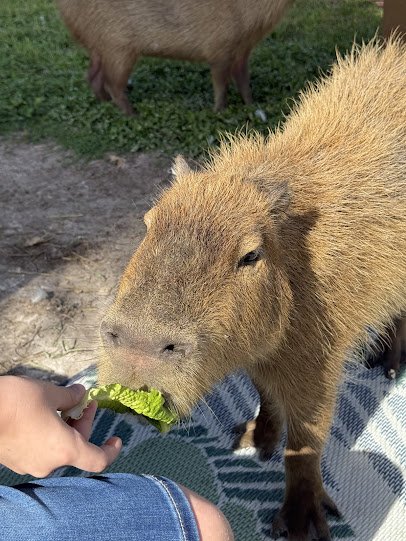 Country Kingdom Petting Farm photo 2
