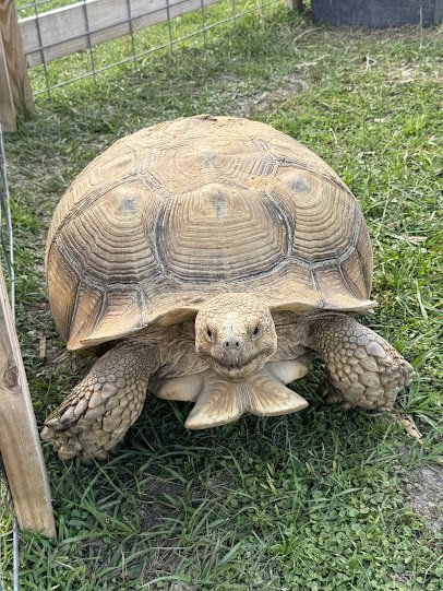 Country Kingdom Petting Farm photo 3