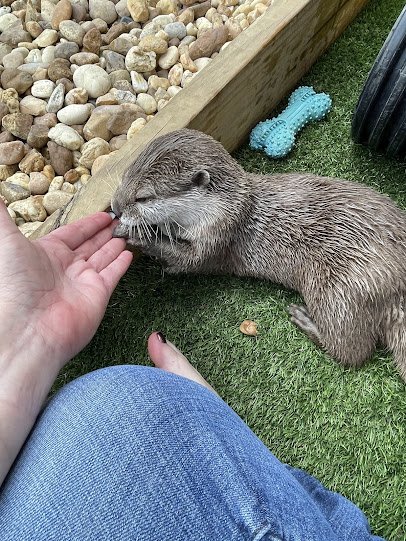 Country Kingdom Petting Farm photo 4