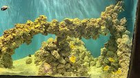 Jungle Reef photo 2