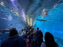Adventure Aquarium
