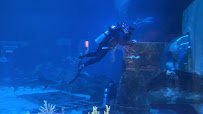 Adventure Aquarium photo 2