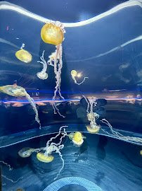 Adventure Aquarium photo 4